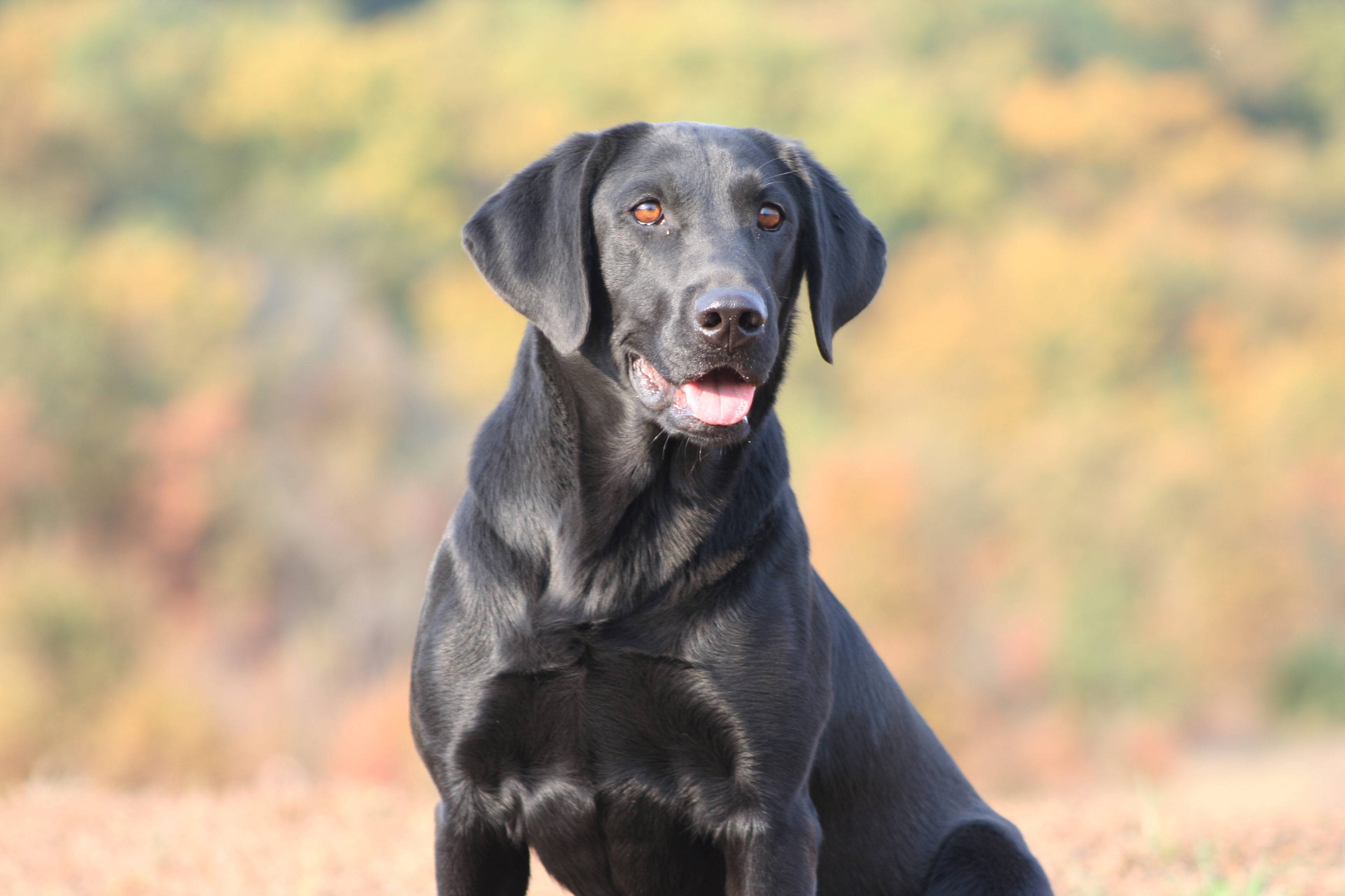 Fourleaf's You Stole My Heart QAA | Black Labrador Retriver