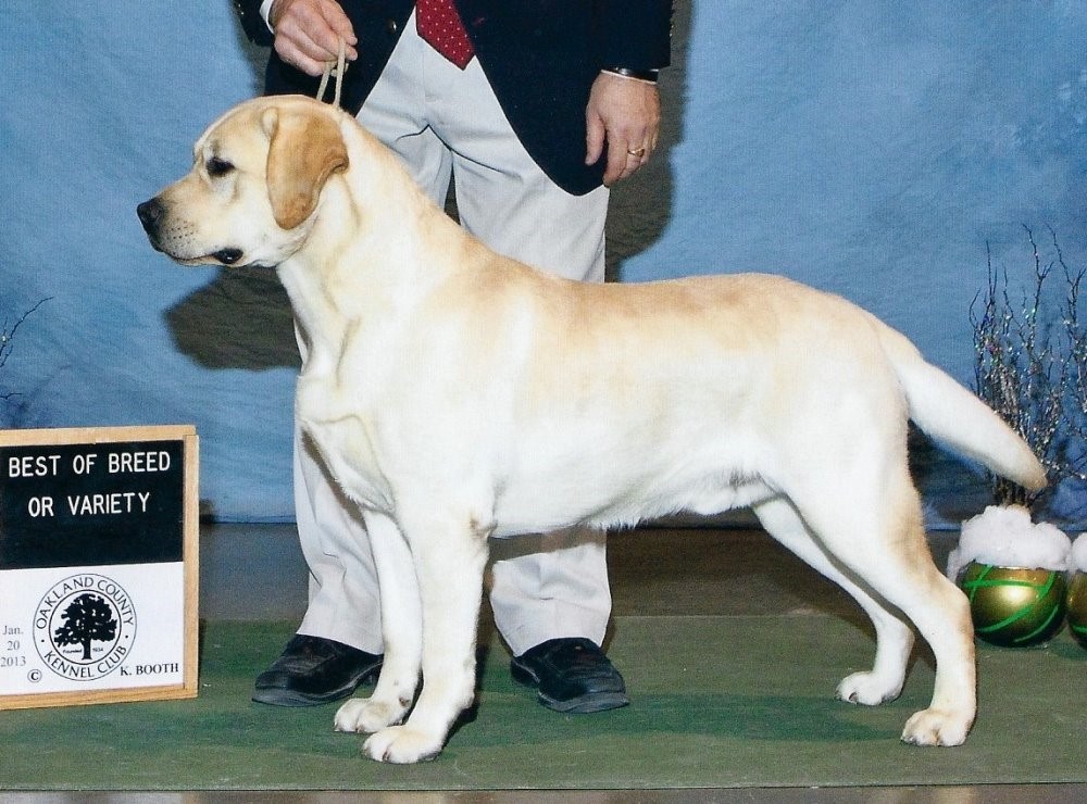 GCH CH Honadore's Drum Roll JH | Yellow Labrador Retriver