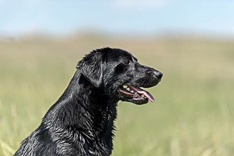 Snake Creek's Son Of A Preacher Man QAA | Black Labrador Retriver