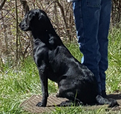 Long Cool Woman | Black Labrador Retriver