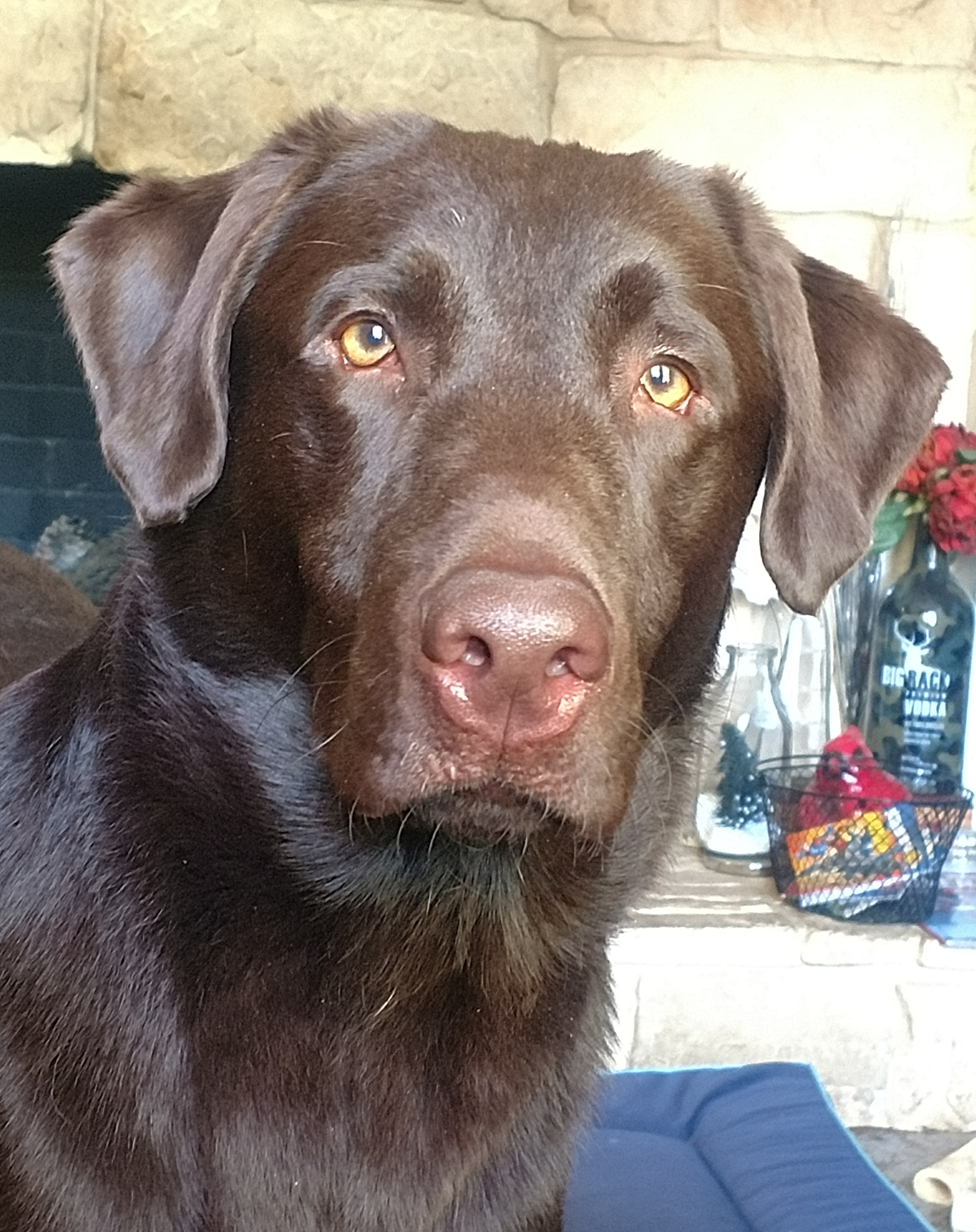 Marks-a-lot Brown Chicken Brown Cow MH | Chocolate Labrador Retriver