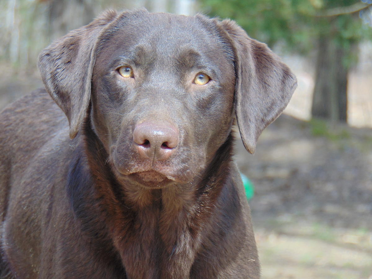 Enid's Lil' Bit Of Magic | Chocolate Labrador Retriver