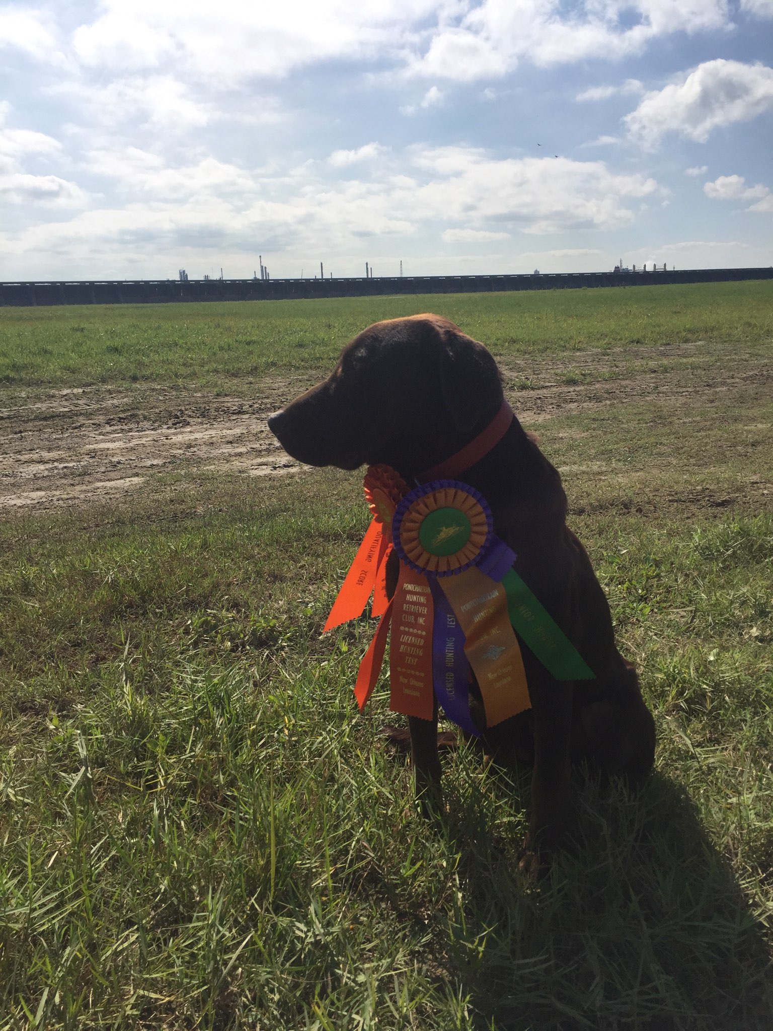 JR Petersen's Buck | Chocolate Labrador Retriver