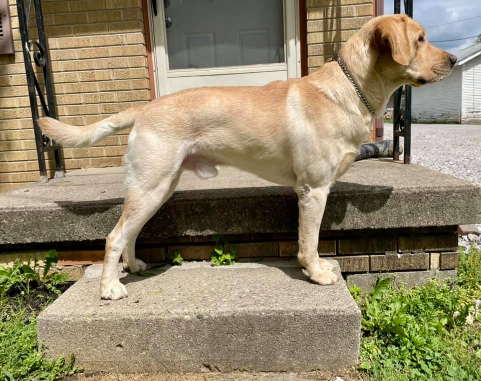 Woodstocks Knight Of The Valley ATD | Yellow Labrador Retriver