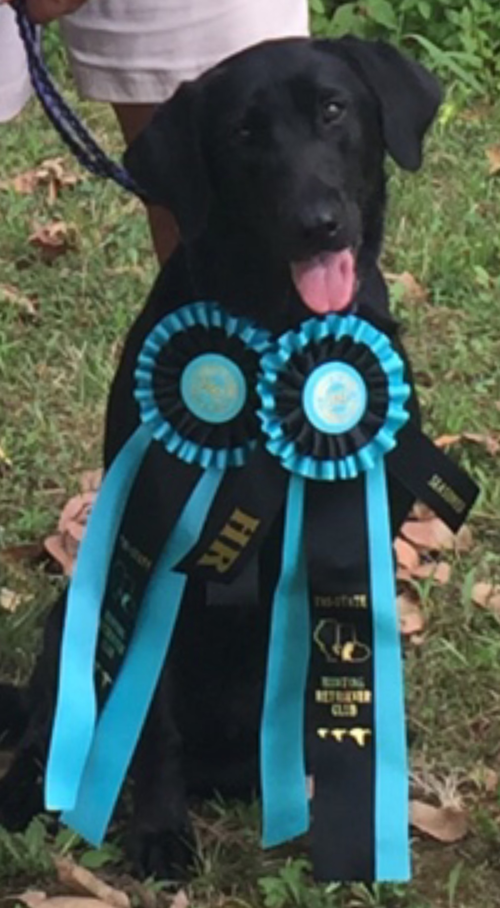 HR Cunningham’s Double Down JH | Black Labrador Retriver