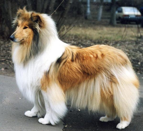 Matai Fancy Me | Rough Collie 