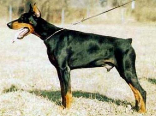 Lord Royal Bell | Black Doberman Pinscher