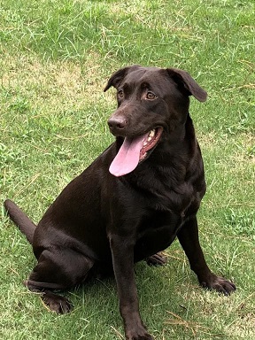 SHR Miss Daphne Gordy JH | Chocolate Labrador Retriver