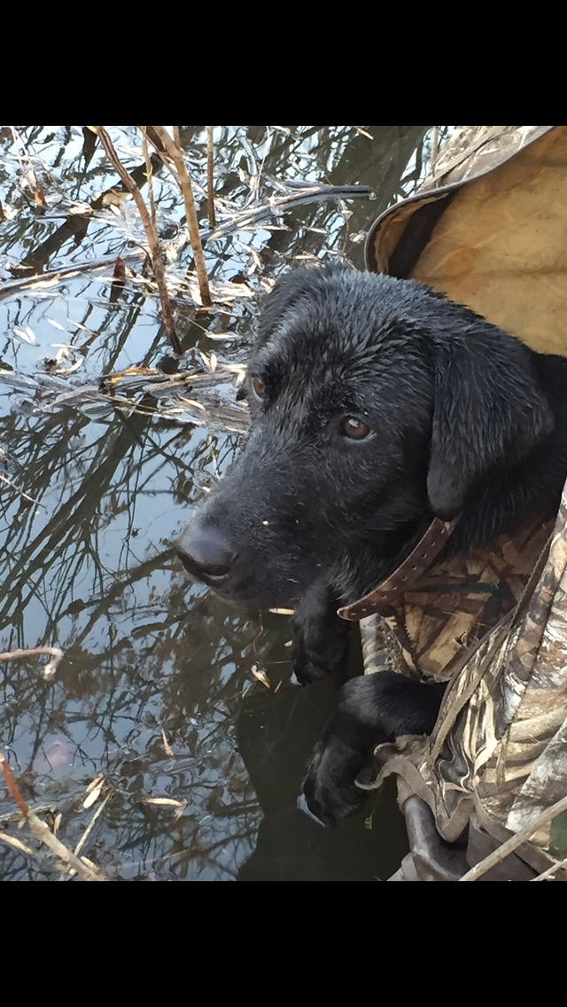 HRCH Jetta's Slick Lil Lucy Lou | Black Labrador Retriver