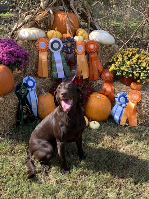 HRCH GPR’s Jeter’s Sweet Tea SH | Chocolate Labrador Retriver