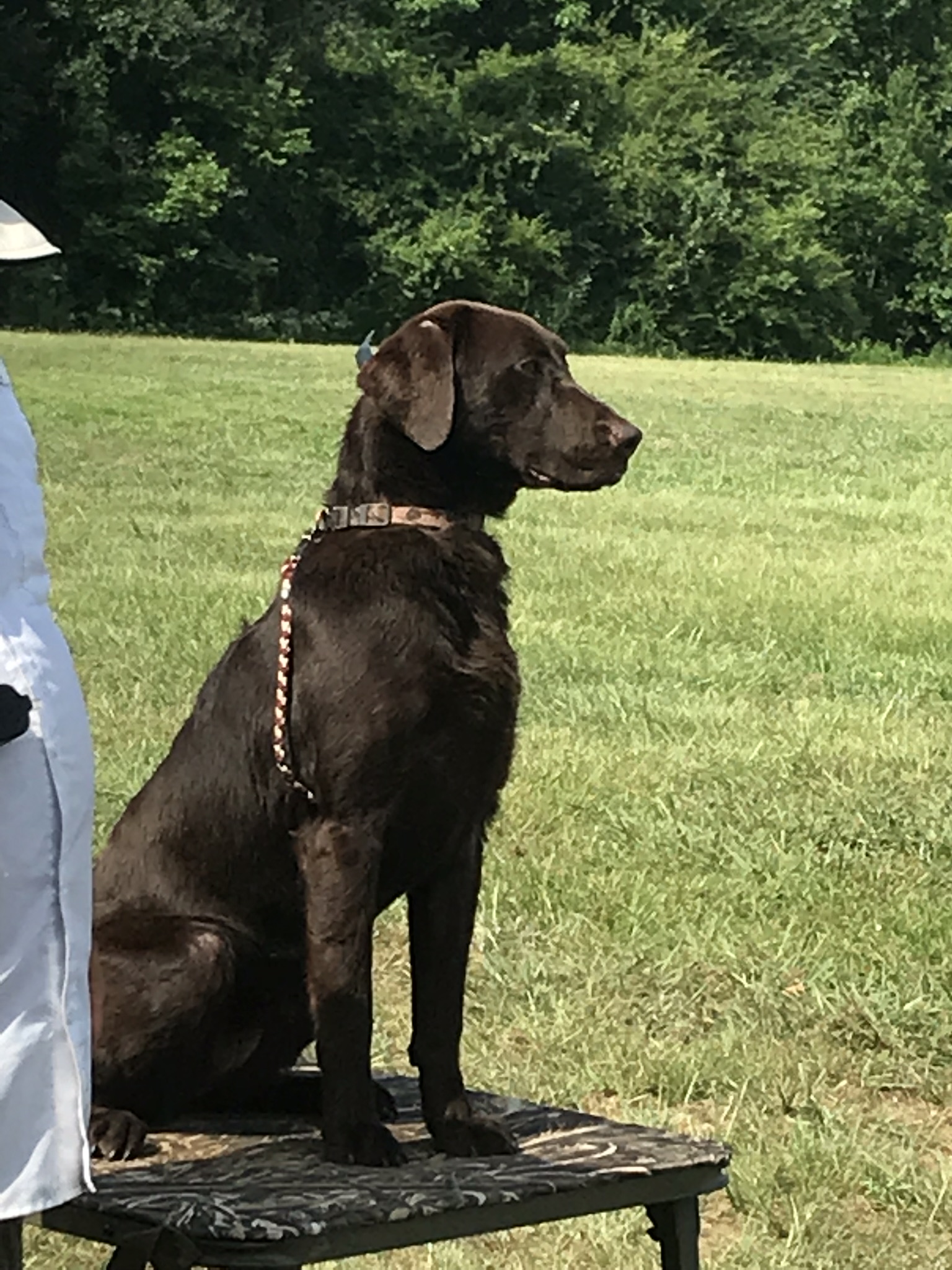 HRCH GPR’s Jeter’s Sweet Tea SH | Chocolate Labrador Retriver