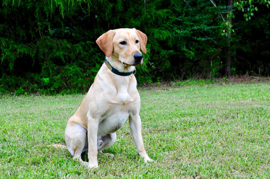 HRCH Docs Lethal Weapon MH | Yellow Labrador Retriver