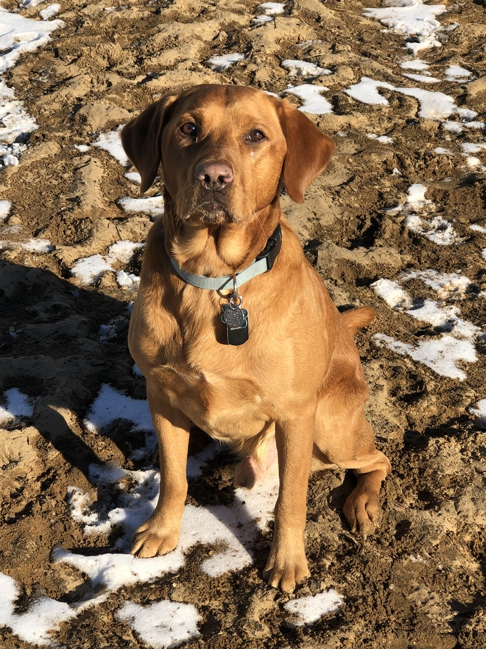 GMPR Stosh’s Red Pointing Maverick | Yellow Labrador Retriver