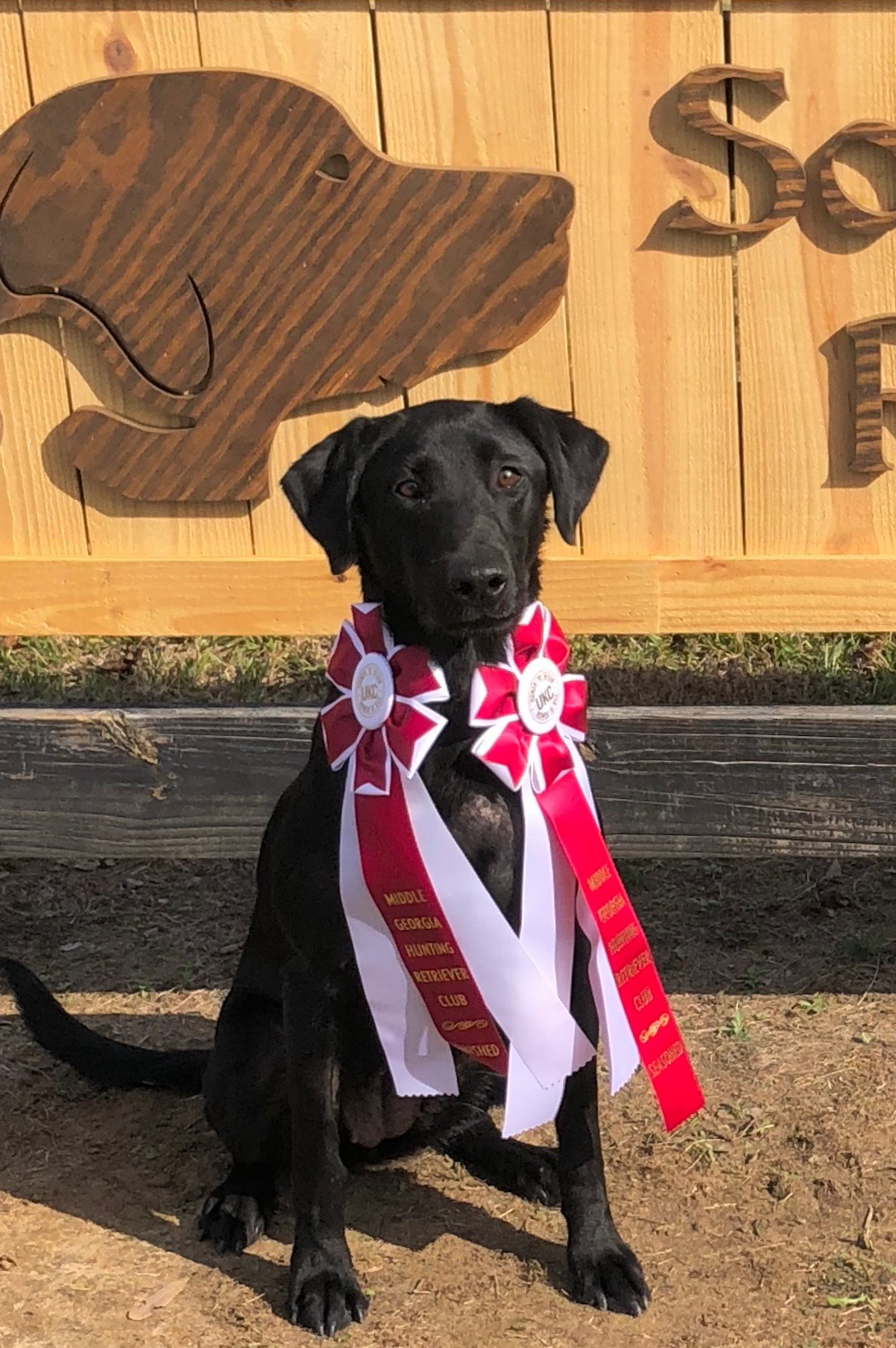 HRCH Blk Maggie Mae MH | Black Labrador Retriver