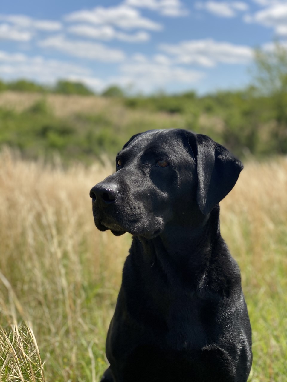 HRCH  King’s Hillside Shadow MH | Black Labrador Retriver