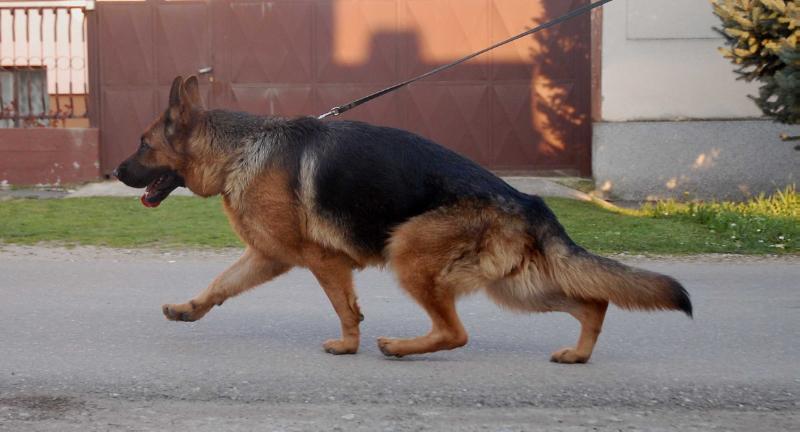 Funke Feurigen Blick | German Shepherd Dog 