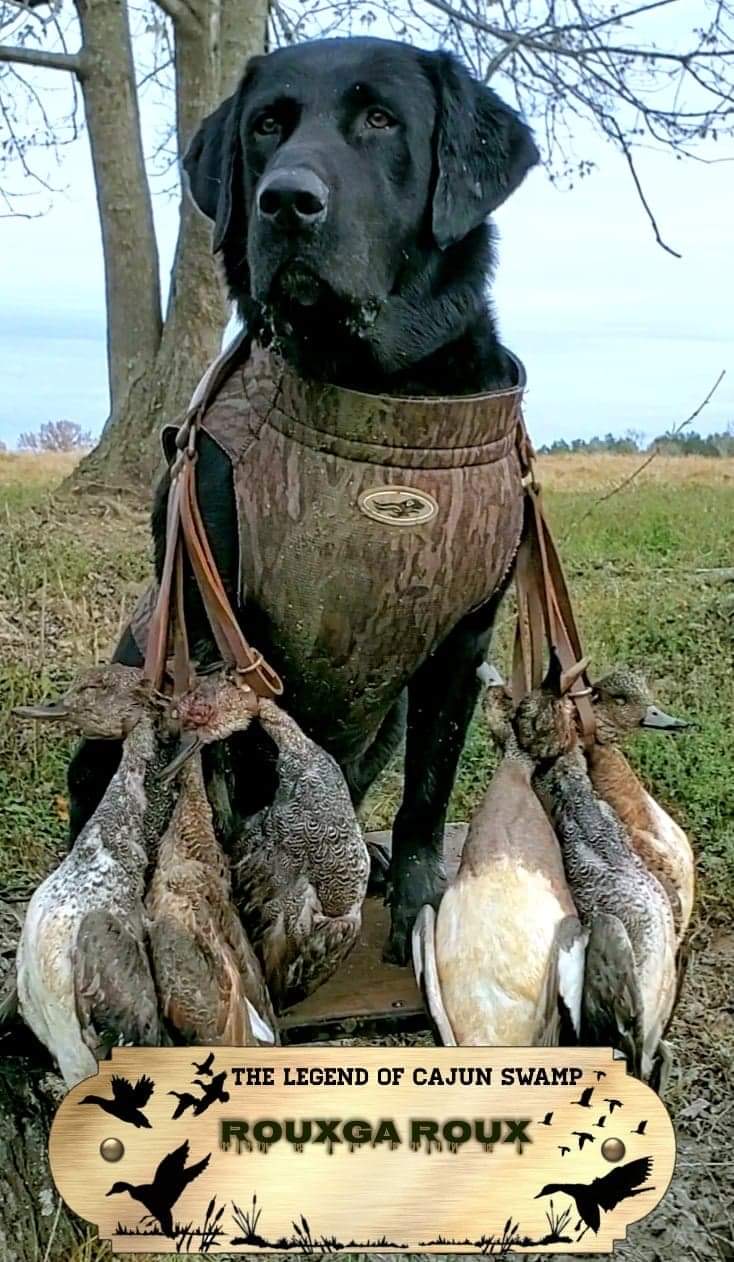 SHR Legend Of Cajun Swamp Rouxga Roux | Black Labrador Retriver