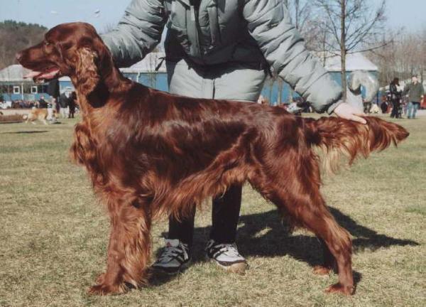 Shandwick TOPAZ | Irish Setter 