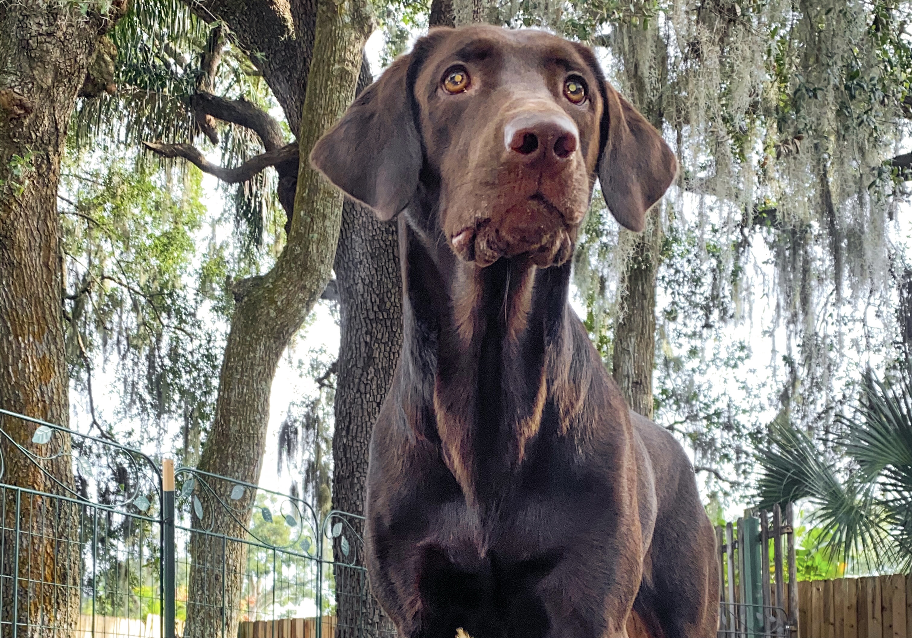 Birddog’s Lady Of The Lake | Chocolate Labrador Retriver