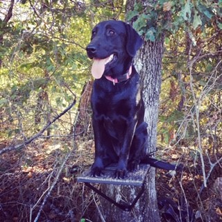 SHR Adalyn’s Black Maya | Black Labrador Retriver