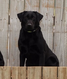 SHR Adalyn's Black Elsa | Black Labrador Retriver