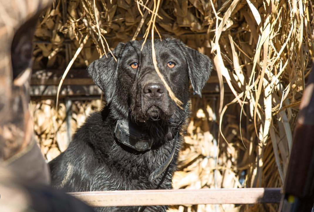 HRCH Keepin Up With The Jones | Black Labrador Retriver