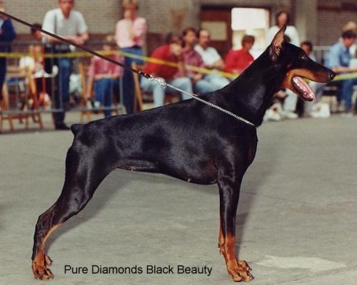 Pure Diamonds Black Beauty | Black Doberman Pinscher