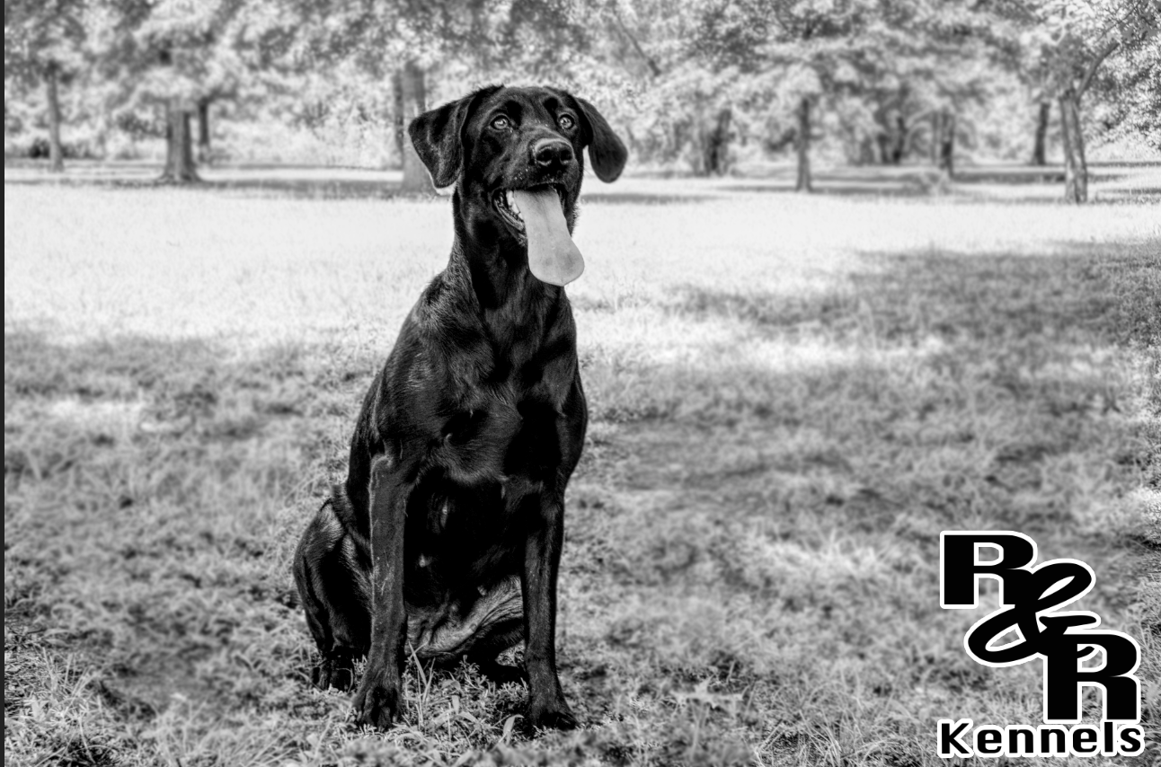 Slippin Through The Rye | Black Labrador Retriver