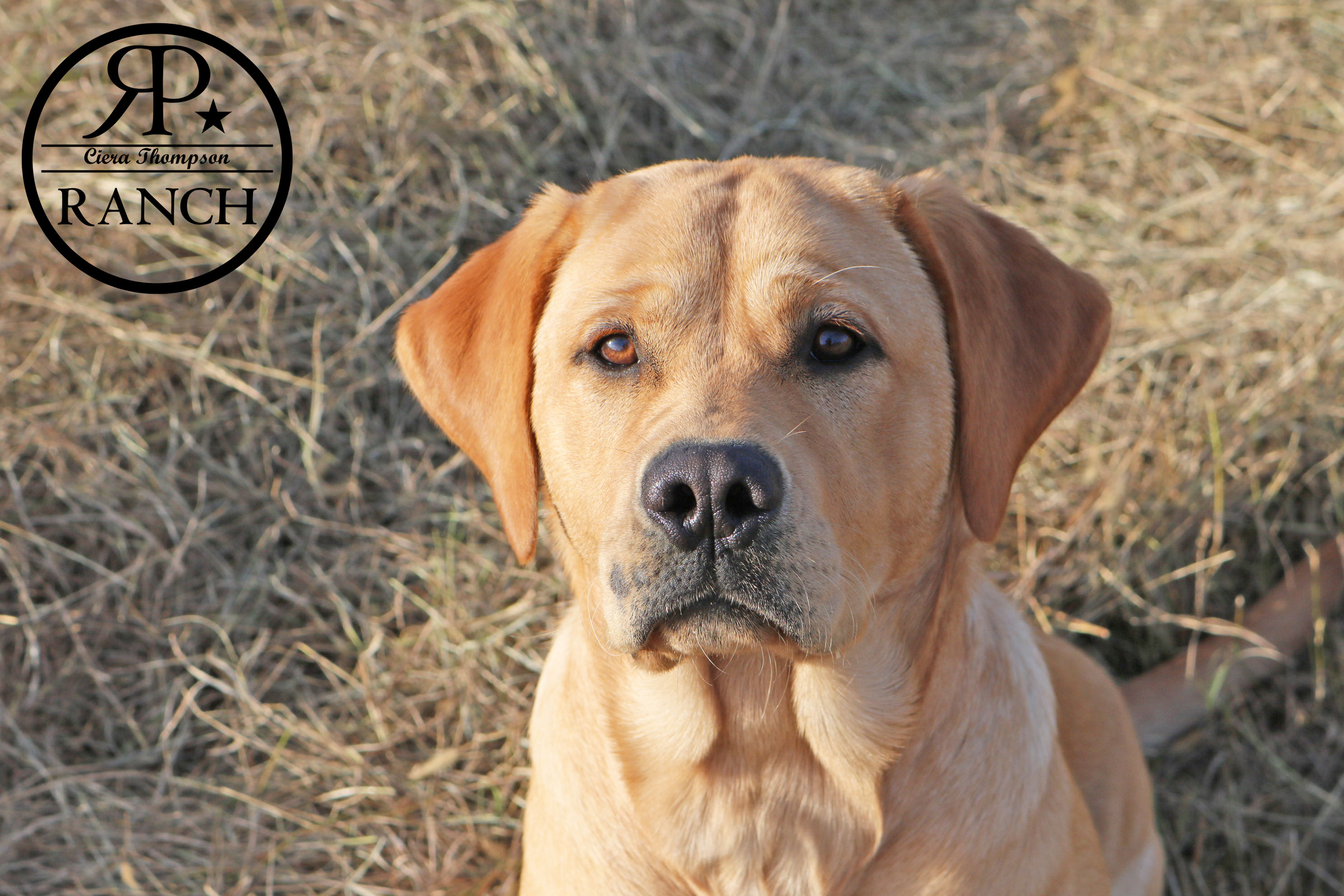 Copper T's Gunning For Success | Yellow Labrador Retriver