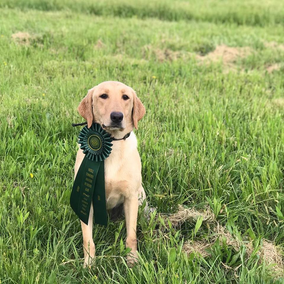 HR Ducktown's Conecuh River Huntress | Yellow Labrador Retriver