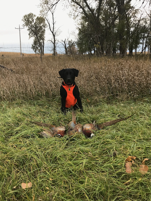 Willow By The Falls JH | Black Labrador Retriver