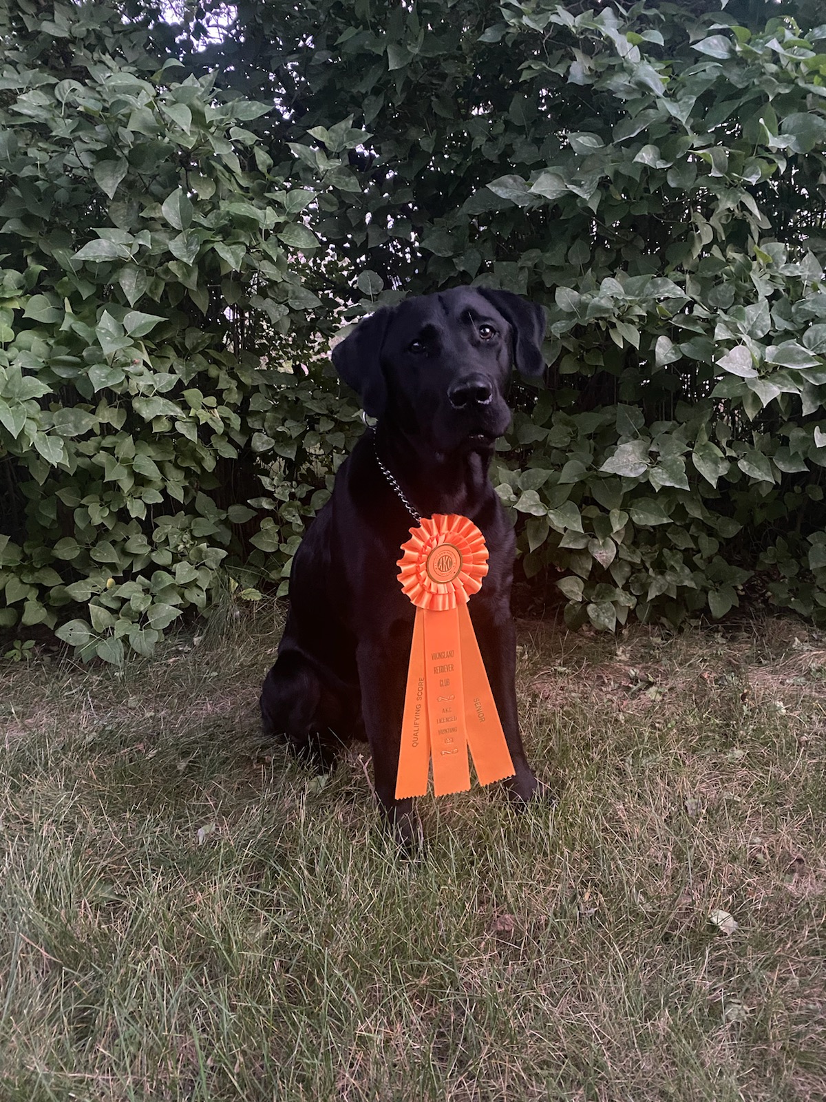 Willow By The Falls JH | Black Labrador Retriver