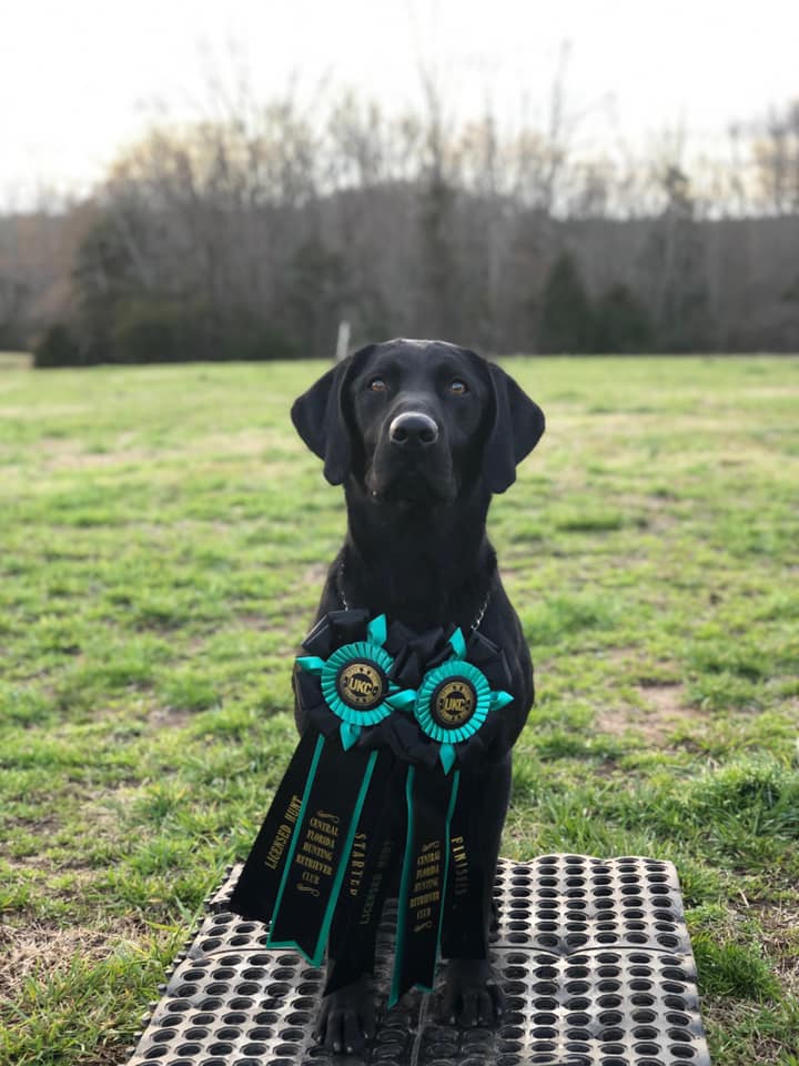 Big Rigg Briggs MH, QAA | Black Labrador Retriver