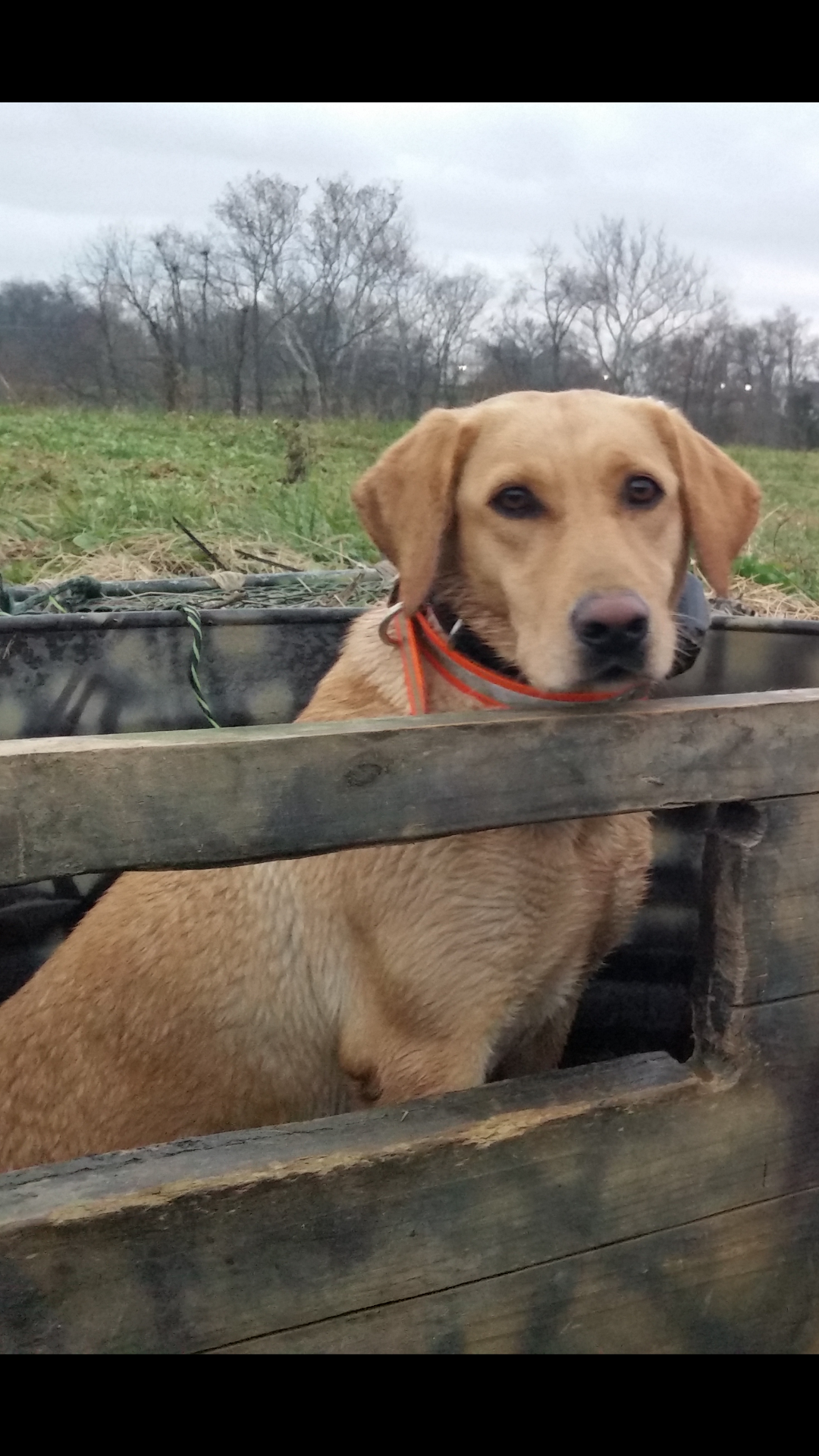 SHR Go With The Flow Honey | Yellow Labrador Retriver