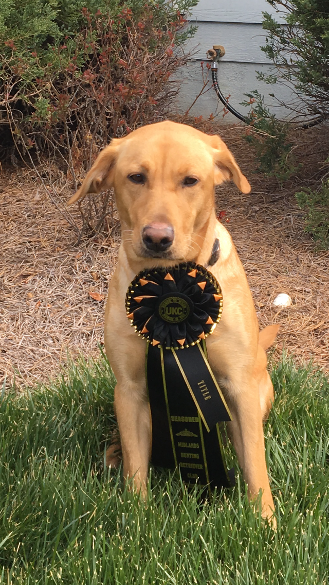HRCH Nunn’s Daughter Of A Bootlegger | Yellow Labrador Retriver