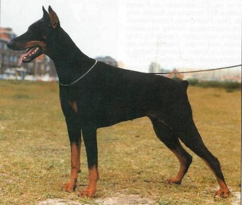 Gravin Ginger v. Neerlands Stam (NHSB 1236615) | Black Doberman Pinscher