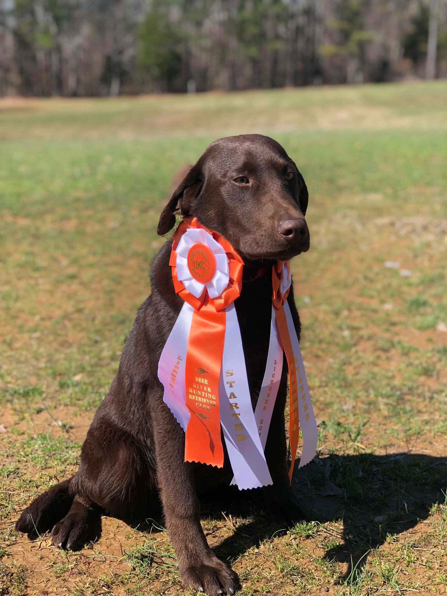 Last Call’s Winning Streak | Chocolate Labrador Retriver