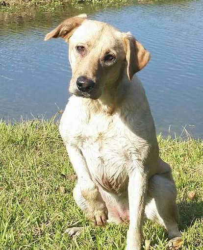 HRCH Ll's Lady Sophie MH | Yellow Labrador Retriver