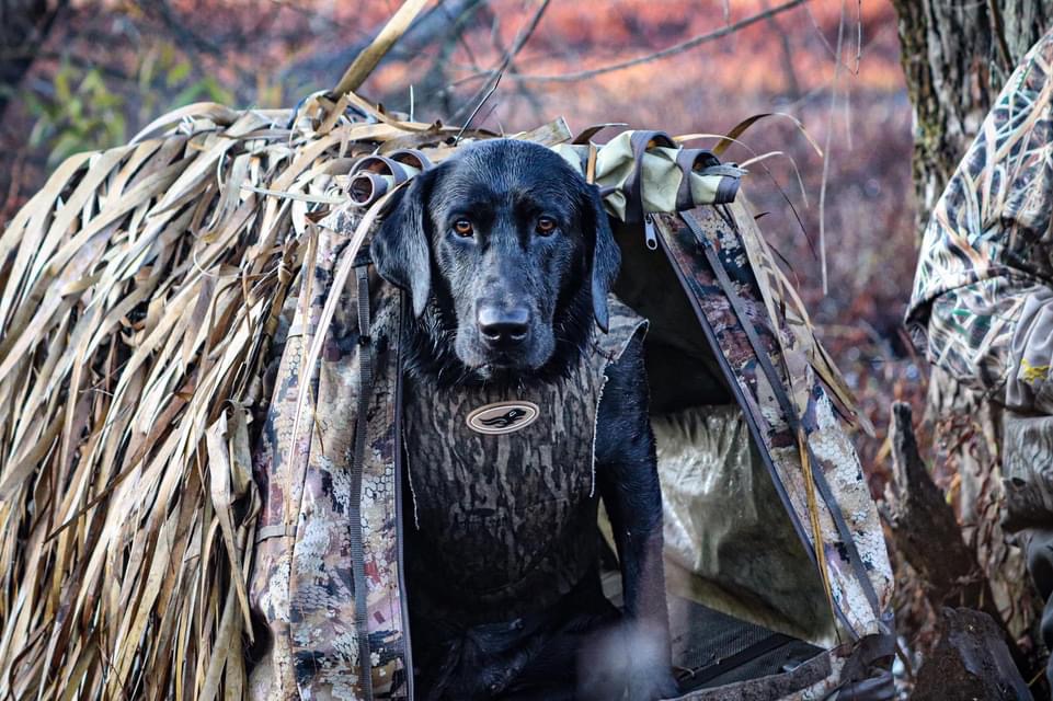 HRCH Idhp's She's Got It Going On | Black Labrador Retriver