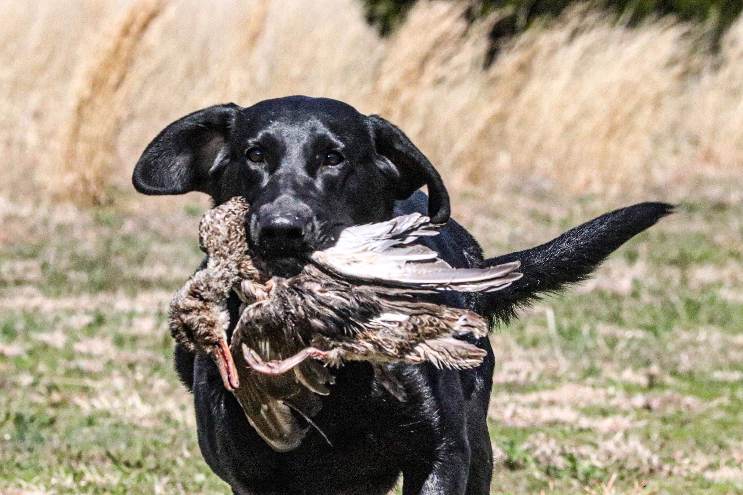 HRCH Idhp's It's Going Down | Black Labrador Retriver