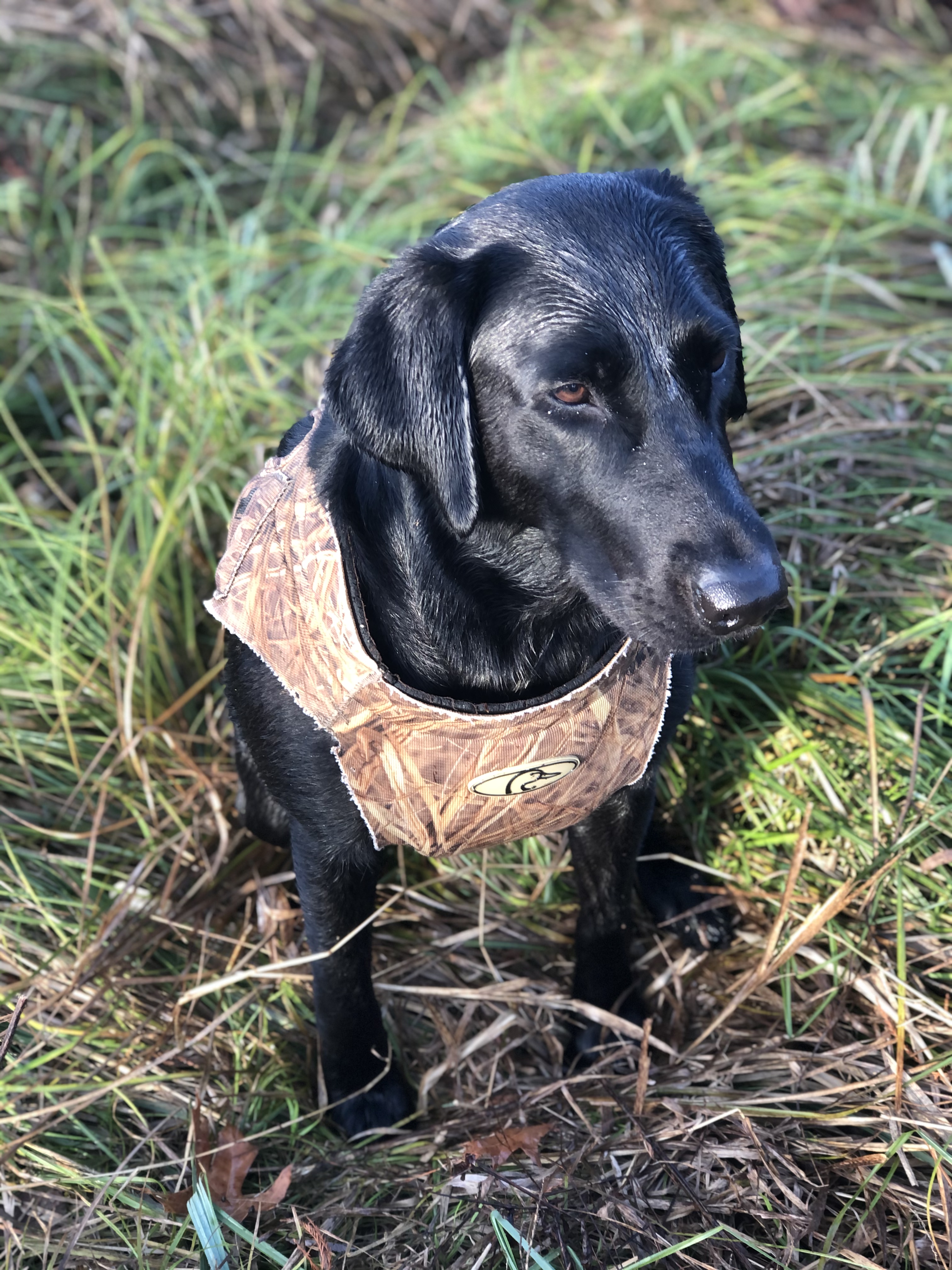 HRCH Idhp's It's Going Down | Black Labrador Retriver
