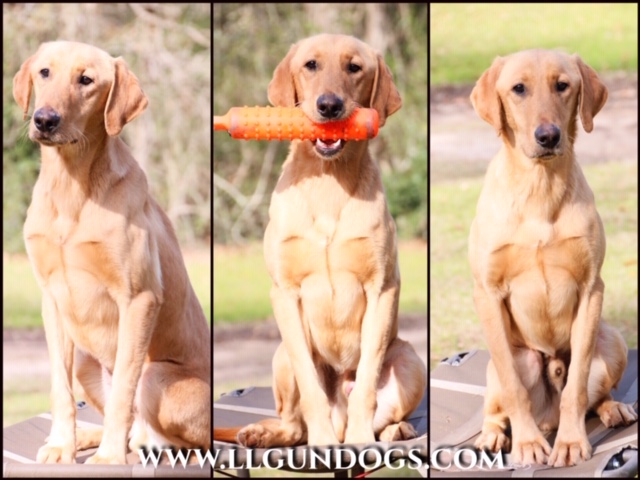 Lucas' Texas Playboy | Yellow Labrador Retriver