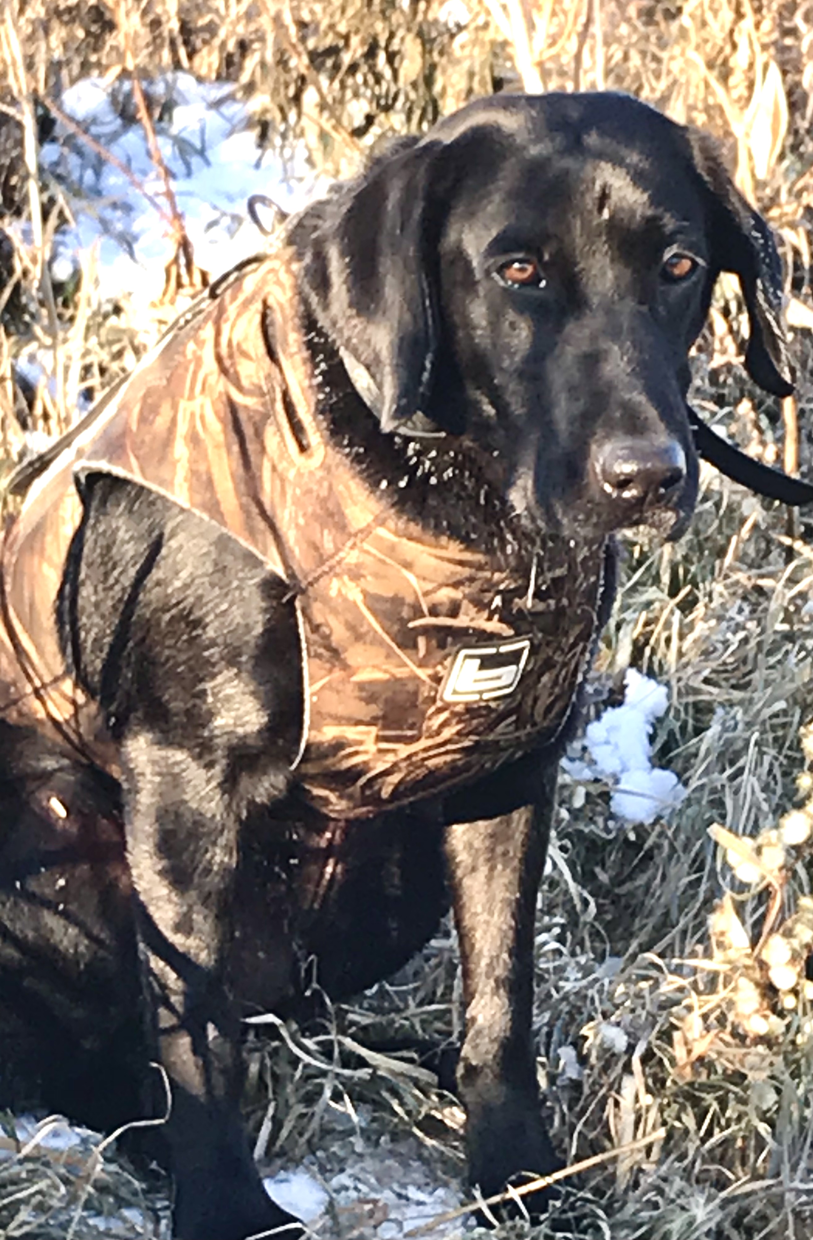 HRCH KC's Sharp Shootin Annie | Black Labrador Retriver