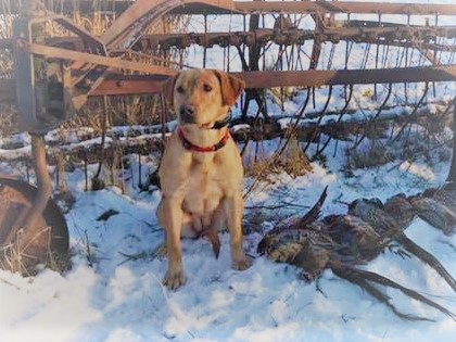 GMPR HR Cooperstown's Fall Classic Of Northstar | Yellow Labrador Retriver