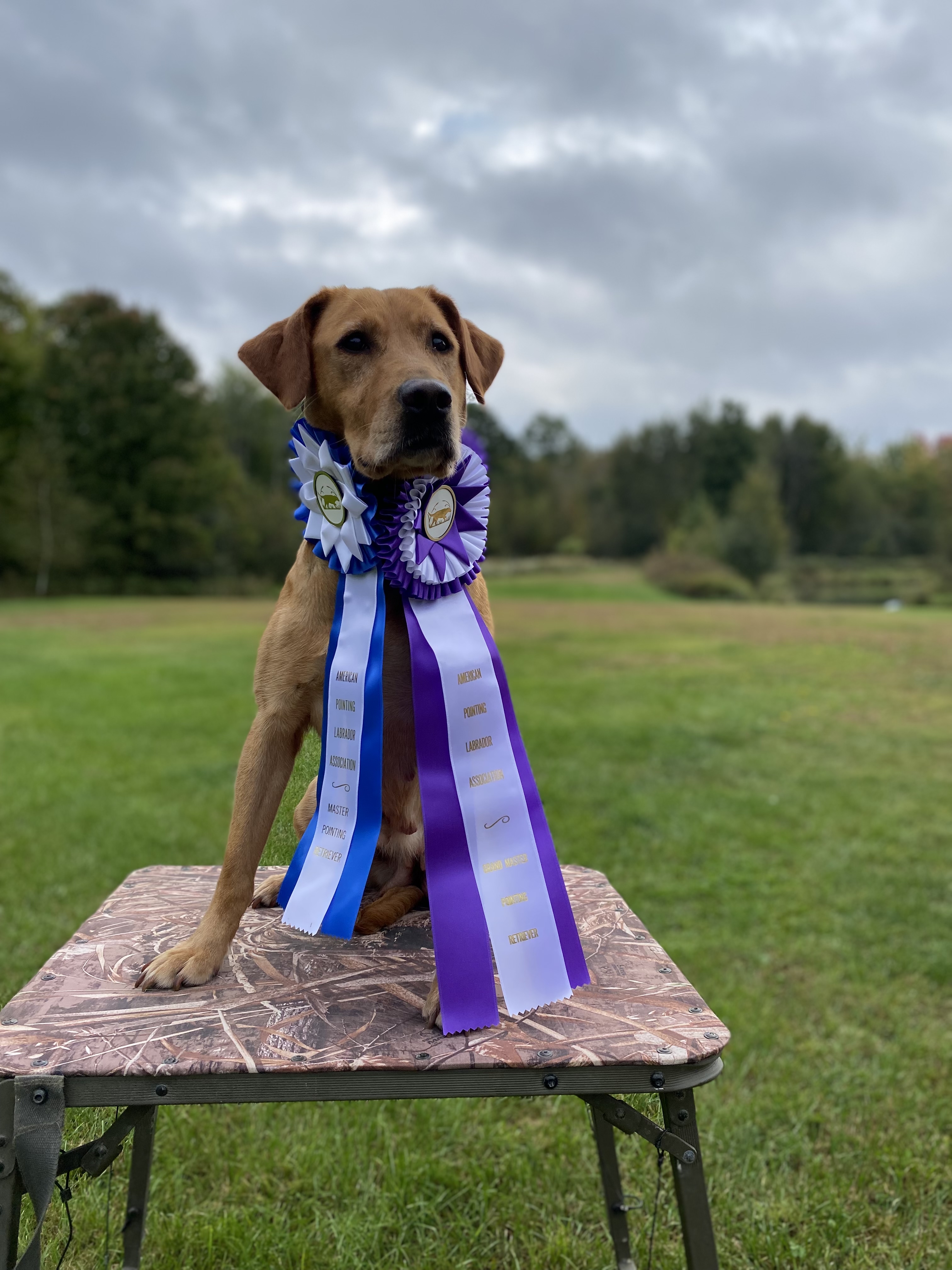 GMPR HR Cooperstown's Fall Classic Of Northstar | Yellow Labrador Retriver