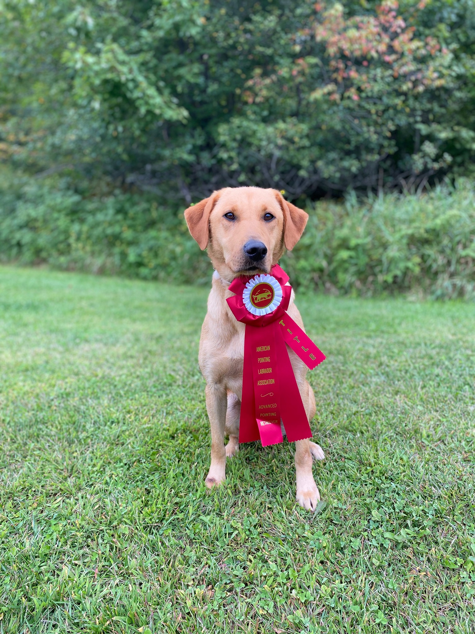 APR HR Cooperstown's Ignitor | Yellow Labrador Retriver