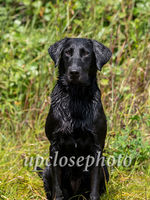 HRCH Lindsay's Effa You Up To Bat MH | Black Labrador Retriver