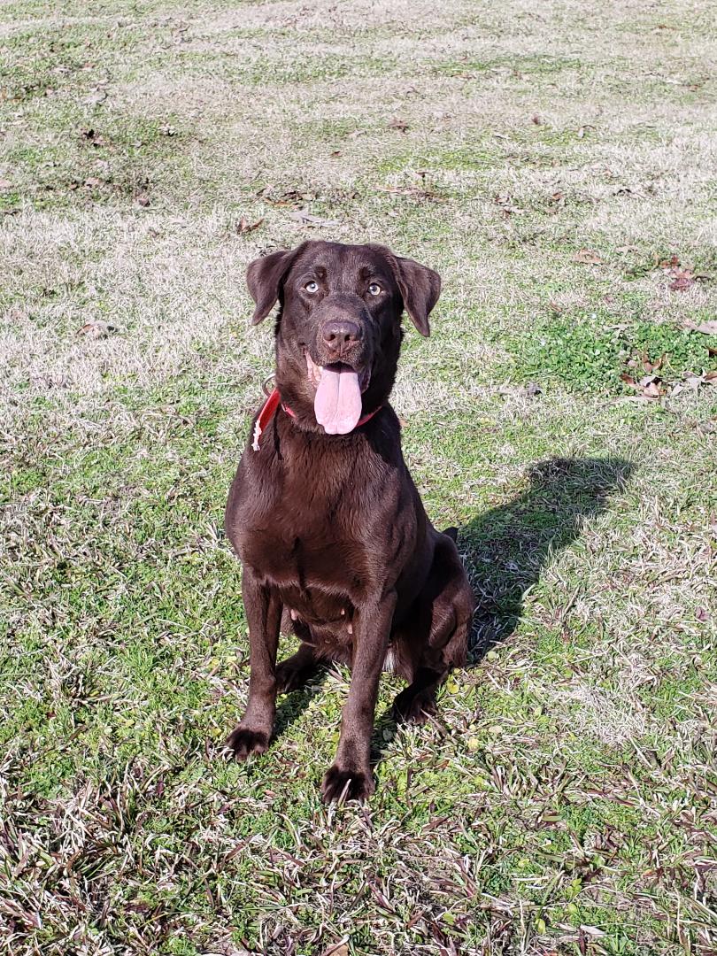 HRCH Loki's Why Not Wynonna MH | Chocolate Labrador Retriver