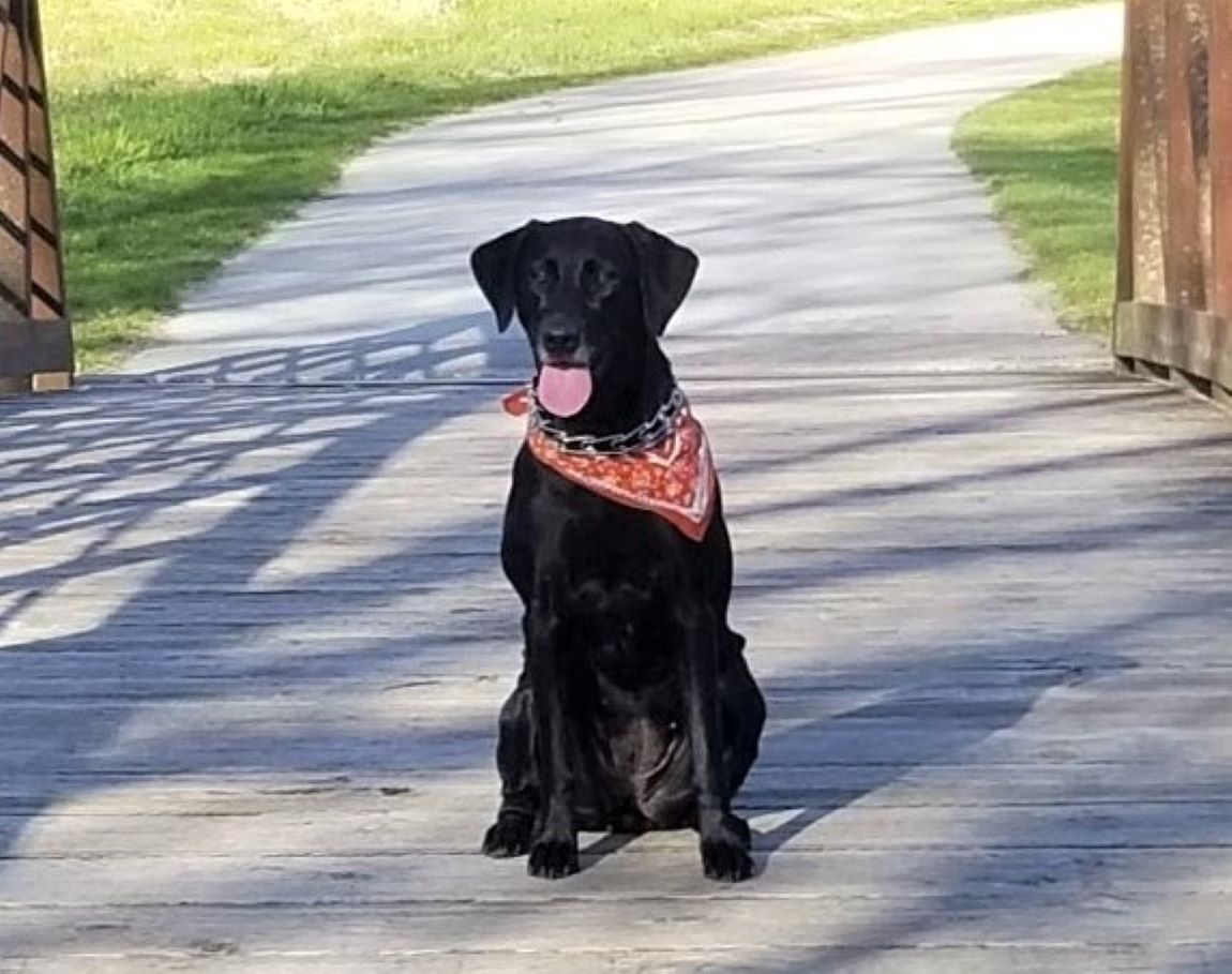 Little River Through The Woods | Black Labrador Retriver