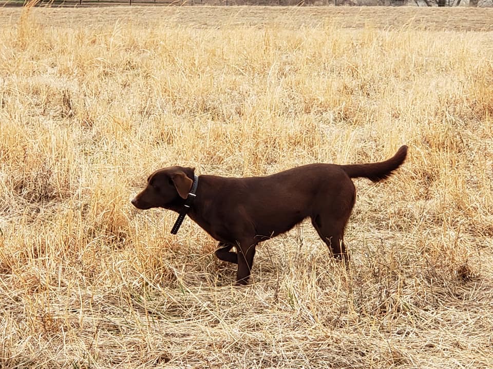 CPR Sweet Whislin Southern Rebel | Chocolate Labrador Retriver